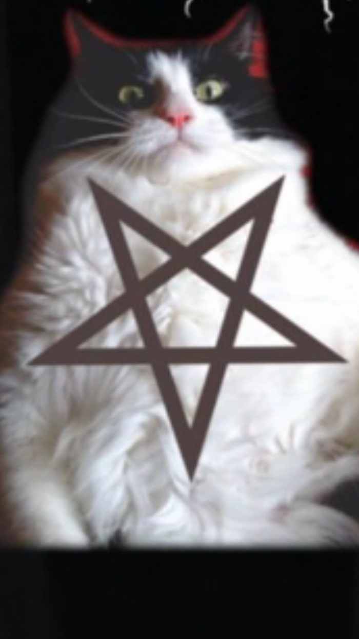 METAL STUFF AND CATS